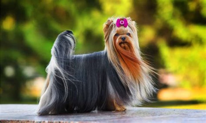 What time of year do Yorkies breed?